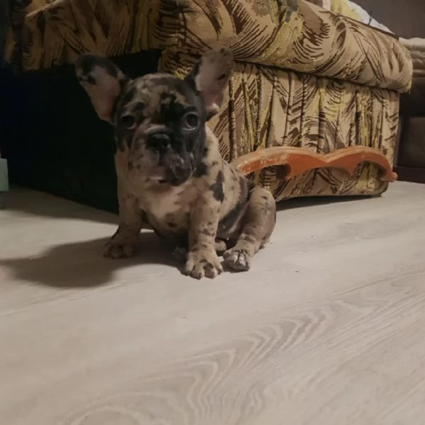Vendo bulldog francese esotici mini | Foto 5
