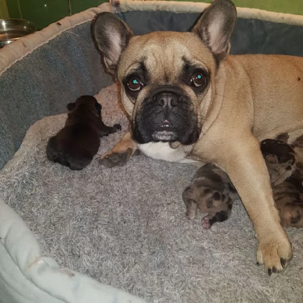 Vendo bulldog francese esotici mini | Foto 4