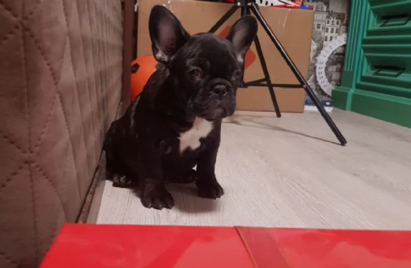 Vendo bulldog francese esotici mini | Foto 3