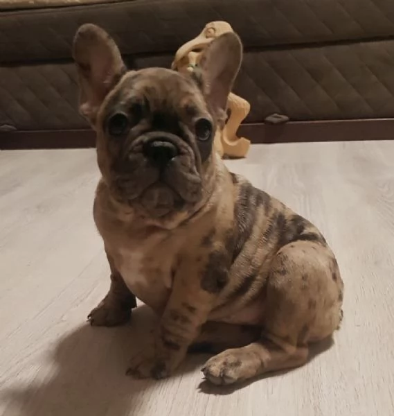 Vendo bulldog francese esotici mini | Foto 2