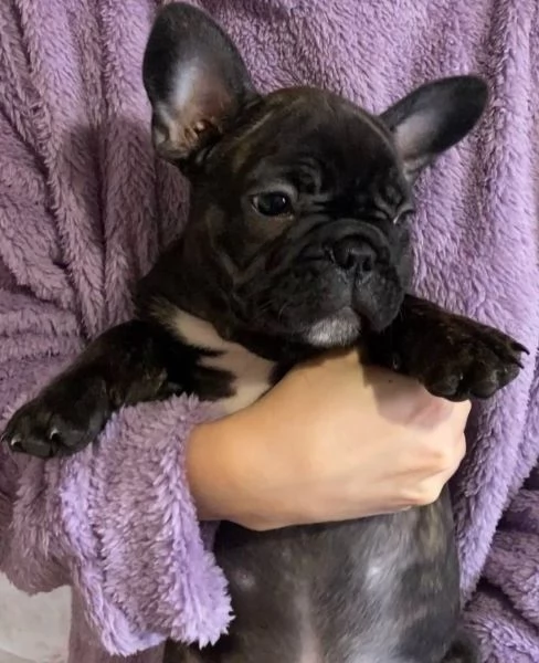 Vendo bulldog francese esotici mini | Foto 1
