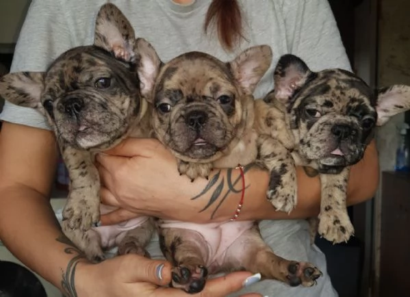 Vendo bulldog francese esotici mini
