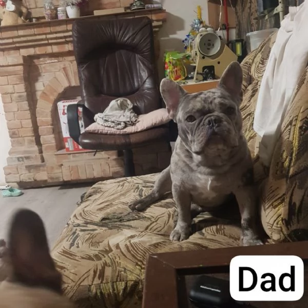 Vendo bulldog francese esotici mini | Foto 0