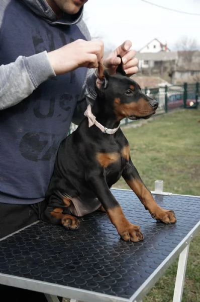 Cuccioli di Dobermann