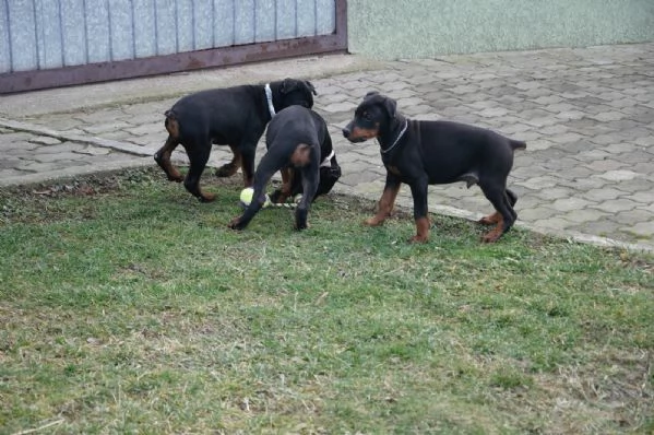 Cuccioli di Dobermann | Foto 5