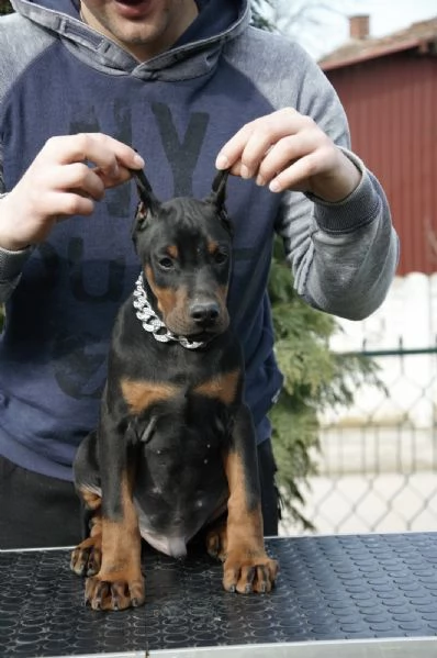 Cuccioli di Dobermann | Foto 4