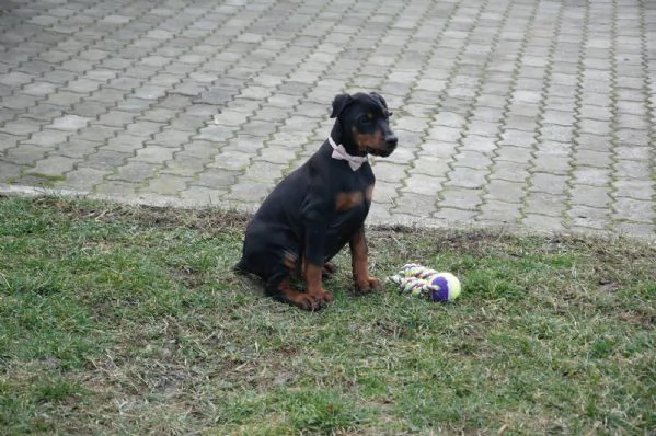 Cuccioli di Dobermann | Foto 3