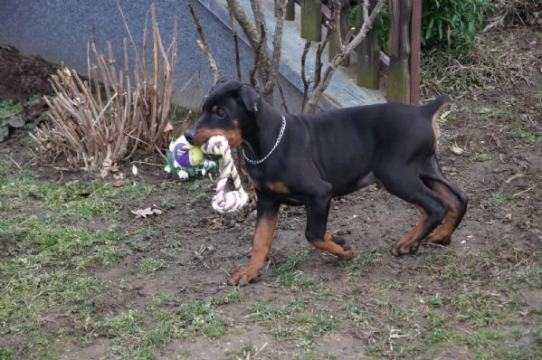 Cuccioli di Dobermann | Foto 2