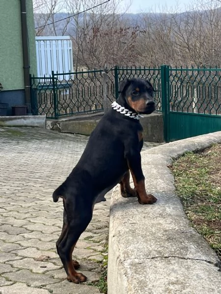 Cuccioli di Dobermann | Foto 1