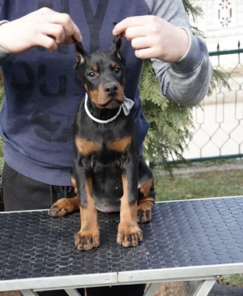 Cuccioli di Dobermann | Foto 0