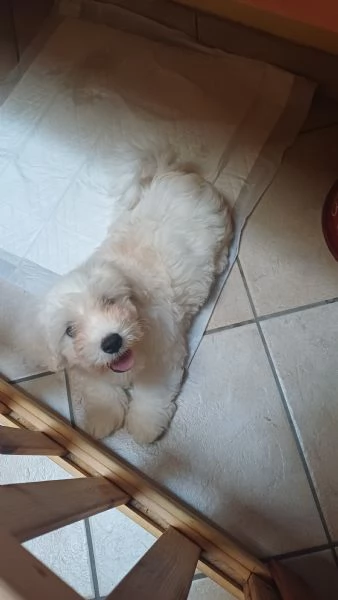 Cucciolo di maltese