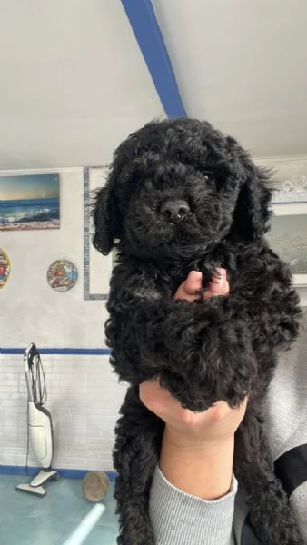 Barboncino toy | Foto 6