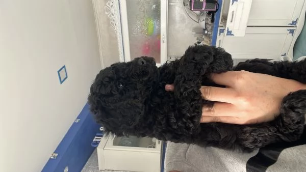 Barboncino toy | Foto 5