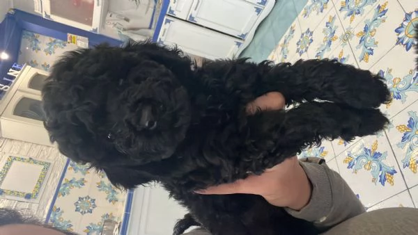 Barboncino toy | Foto 4