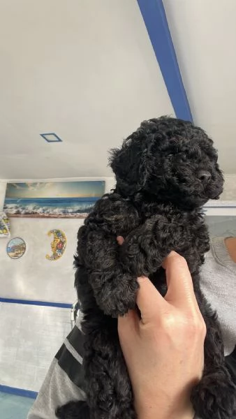 Barboncino toy | Foto 3