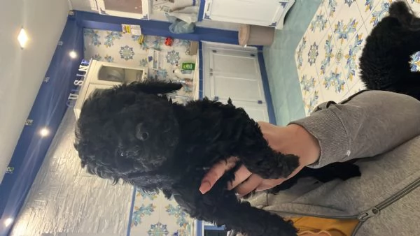 Barboncino toy | Foto 2