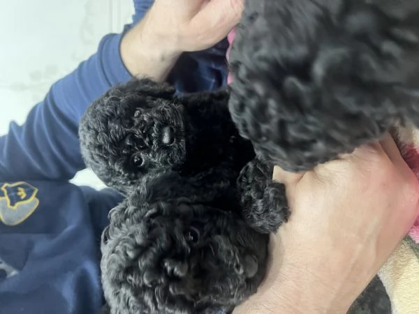 Barboncino toy | Foto 1