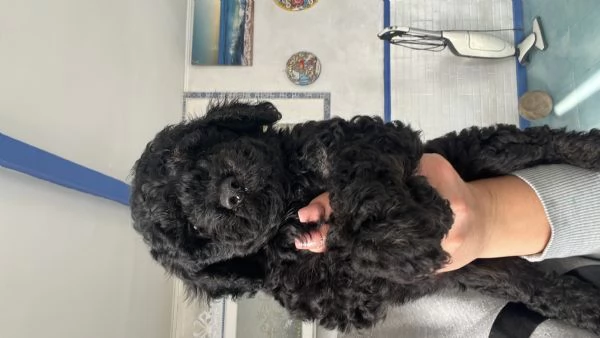 Barboncino toy | Foto 0