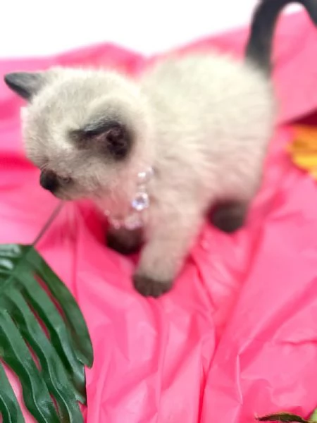 Meravigliosi  cuccioli di british shorthair  | Foto 5