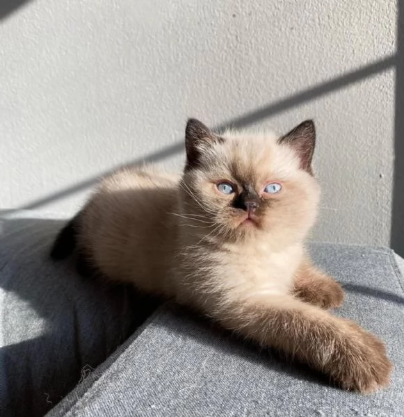 Meravigliosi  cuccioli di british shorthair  | Foto 4