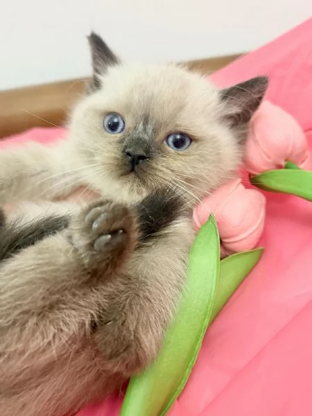 Meravigliosi  cuccioli di british shorthair  | Foto 3