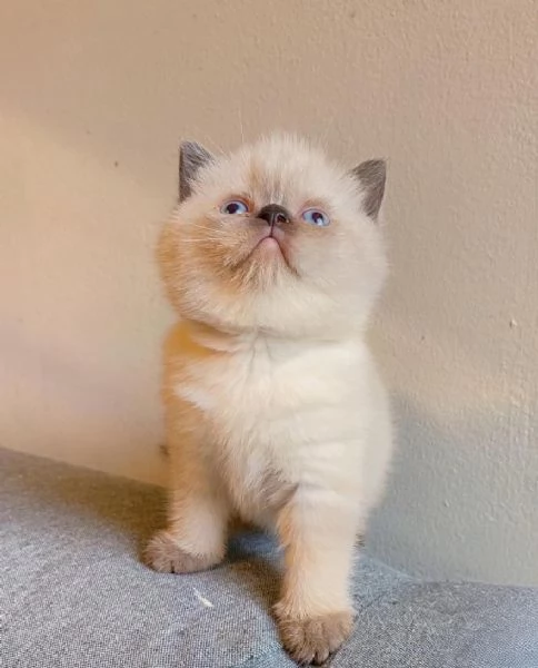 Meravigliosi  cuccioli di british shorthair  | Foto 2