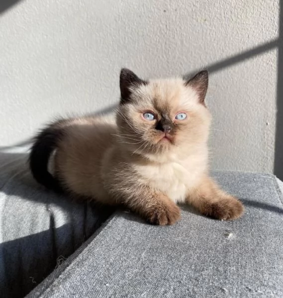 Meravigliosi  cuccioli di british shorthair  | Foto 1