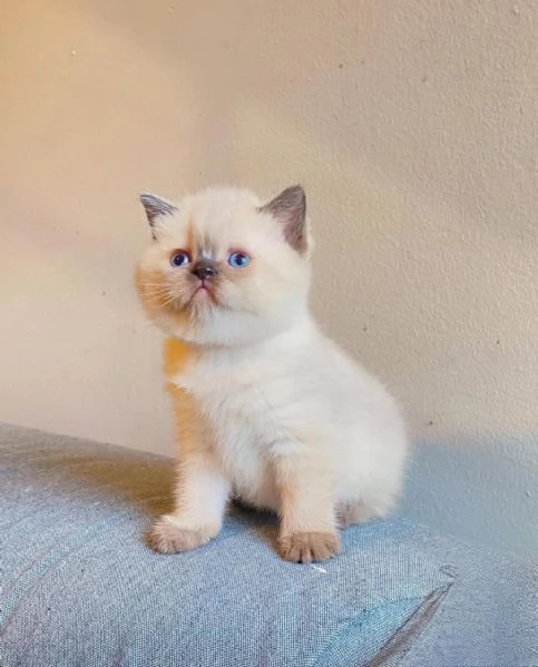 Meravigliosi  cuccioli di british shorthair 
