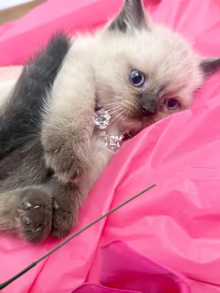 Meravigliosi  cuccioli di british shorthair  | Foto 0