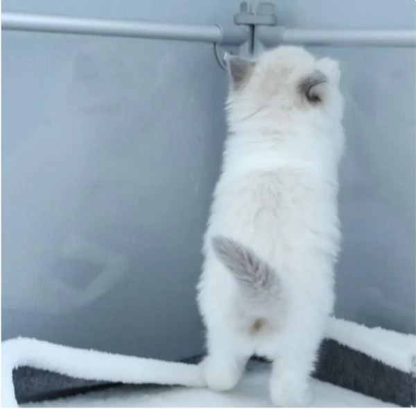 Magnifici cuccioli di ragdoll | Foto 5