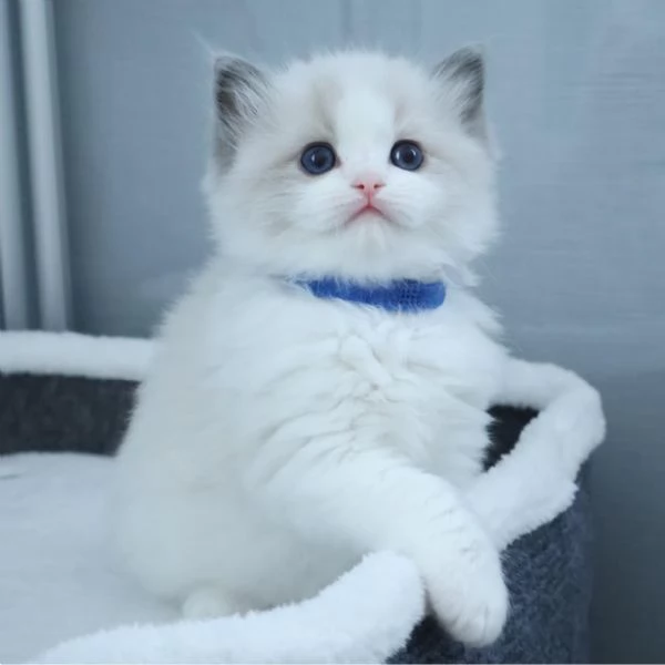 Magnifici cuccioli di ragdoll | Foto 3