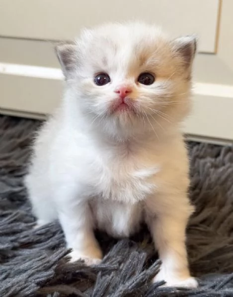 Magnifici cuccioli di ragdoll | Foto 2