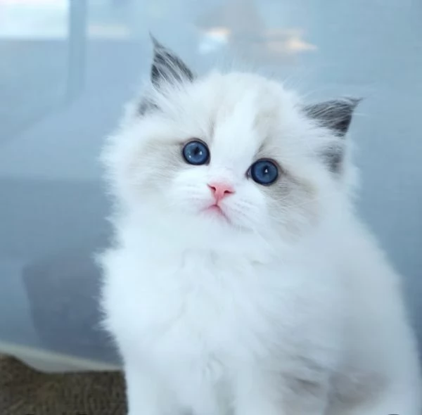 Magnifici cuccioli di ragdoll | Foto 1