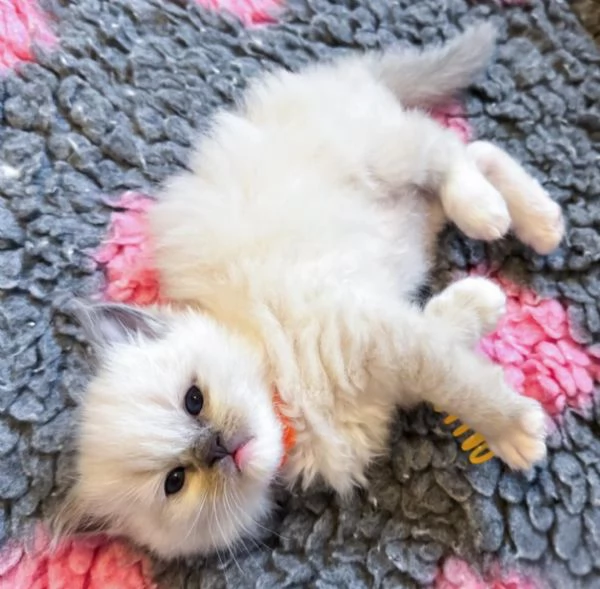 Magnifici cuccioli di ragdoll