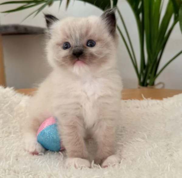 Magnifici cuccioli di ragdoll | Foto 0