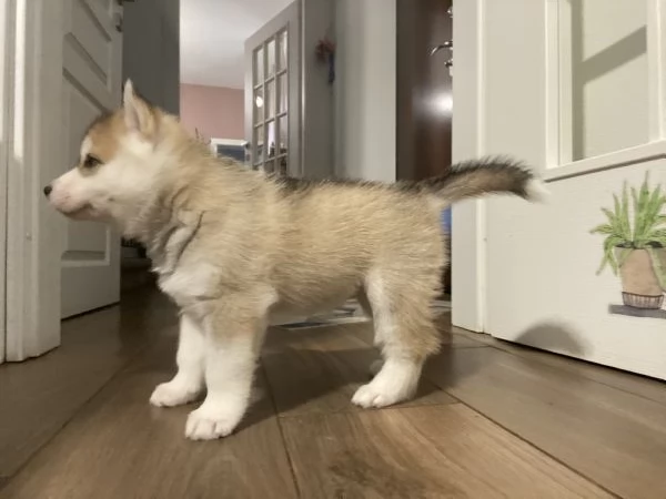Cucciola Siberian husky con pedigree 