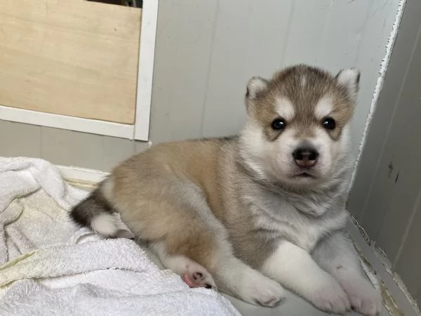 Cucciola Siberian husky con pedigree  | Foto 3