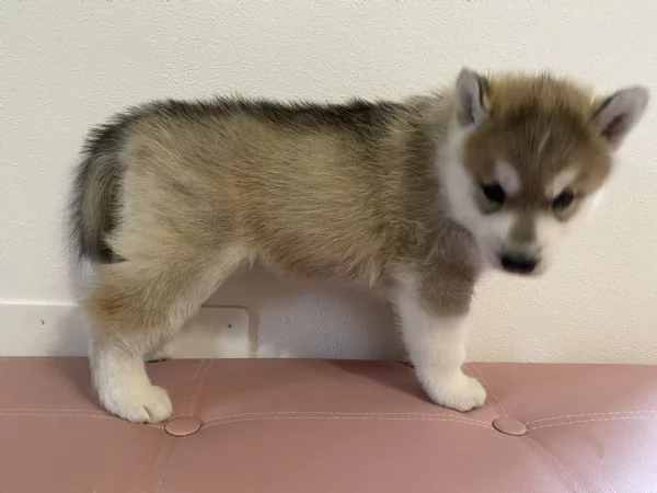 Cucciola Siberian husky con pedigree  | Foto 2