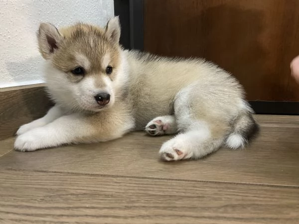 Cucciola Siberian husky con pedigree  | Foto 0
