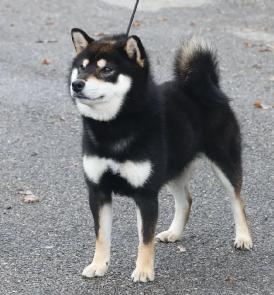 Cuccioli Shiba Inu  | Foto 3