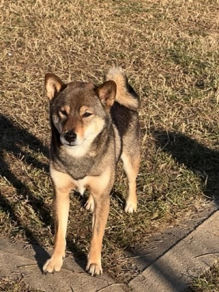 Cuccioli Shiba Inu  | Foto 1