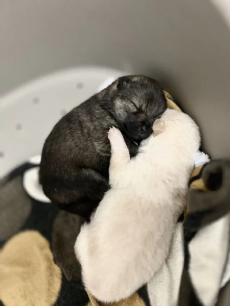 Cuccioli Shiba Inu  | Foto 0