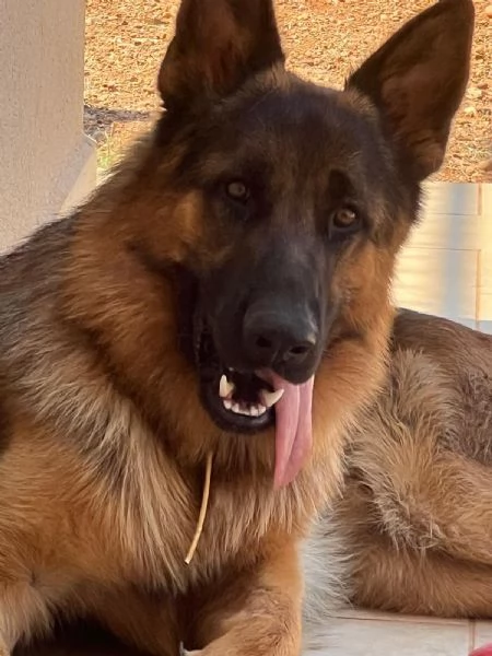 Maschio pastore tedesco 