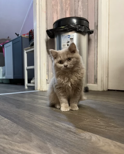 Gattini di British shorthair puri | Foto 3