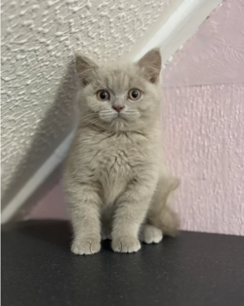 Gattini di British shorthair puri | Foto 2