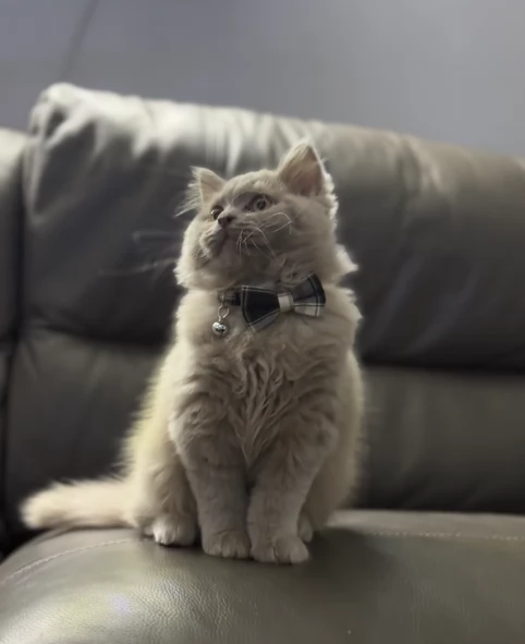 Gattini di British shorthair puri | Foto 1