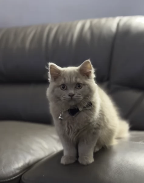 Gattini di British shorthair puri | Foto 0