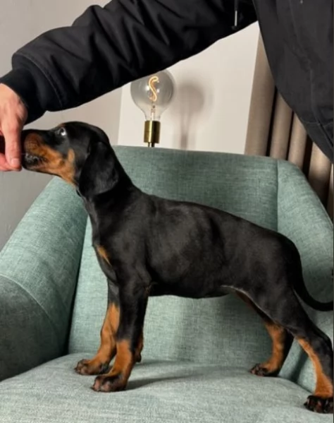 Dobermann cucciolo pronto | Foto 1