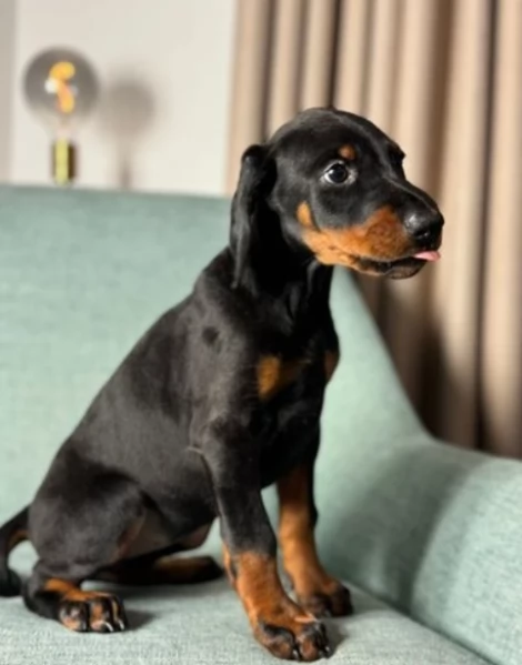 Dobermann cucciolo pronto | Foto 0