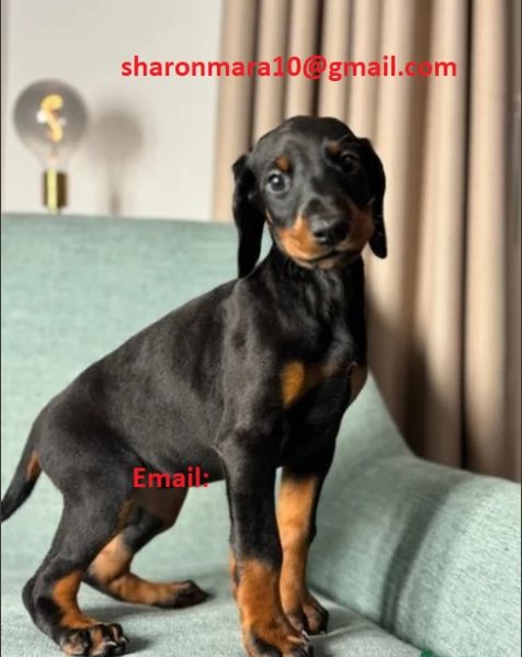 Dobermann cucciolo pronto